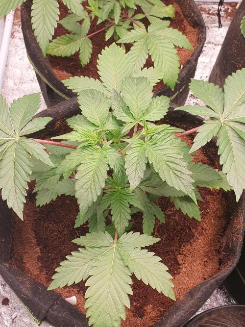 Zillions - Barney's Farm. Week 4