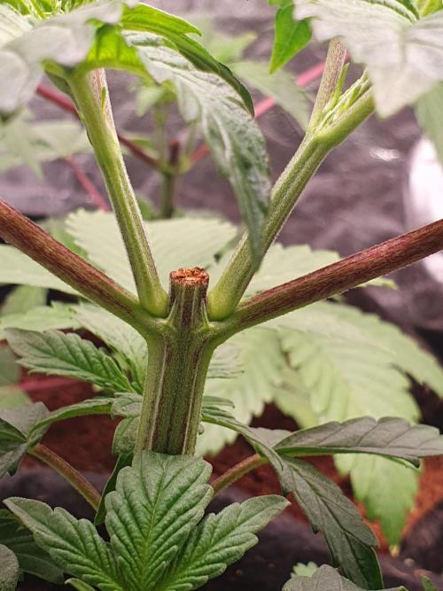 Zillions - Barney's Farm. Week 4