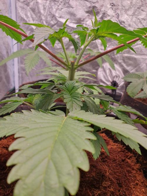 Zillions - Barney's Farm. Week 4