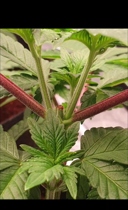 Zillions - Barney's Farm