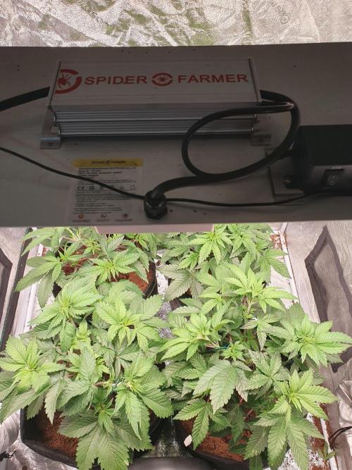 Zillions - Barney's Farm. Week 5