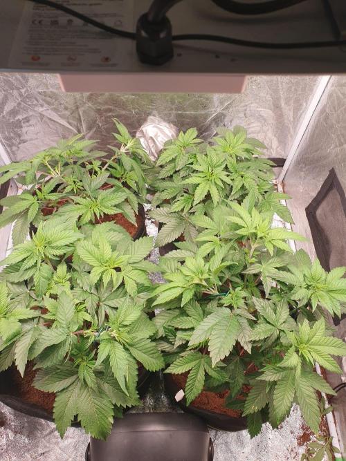 Zillions - Barney's Farm. Week 5