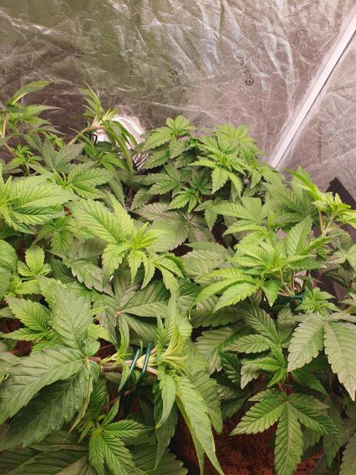 Zillions - Barney's Farm. Week 5