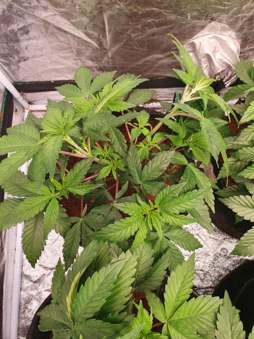 Zillions - Barney's Farm. Week 5