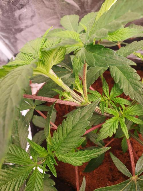 Zillions - Barney's Farm. Week 5