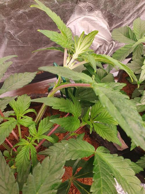 Zillions - Barney's Farm. Week 5