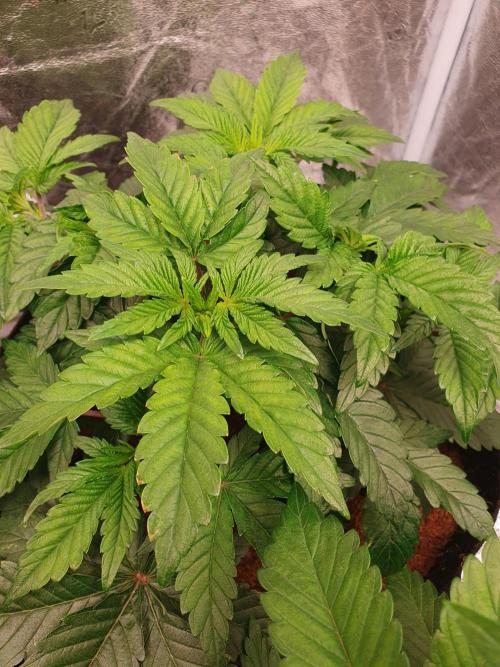 Zillions - Barney's Farm. Week 5