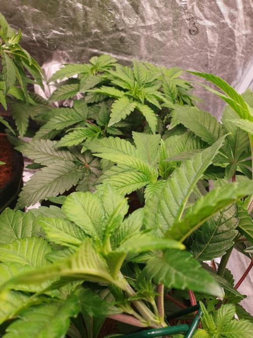 Zillions - Barney's Farm. Week 5