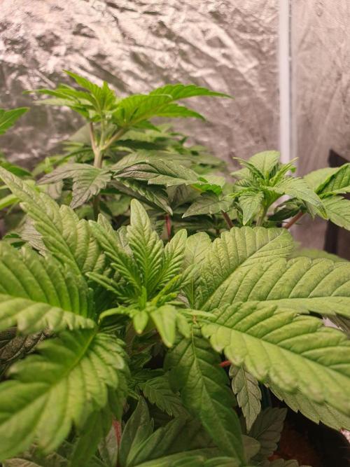 Zillions - Barney's Farm. Week 5