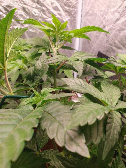 Zillions - Barney's Farm. Week 5