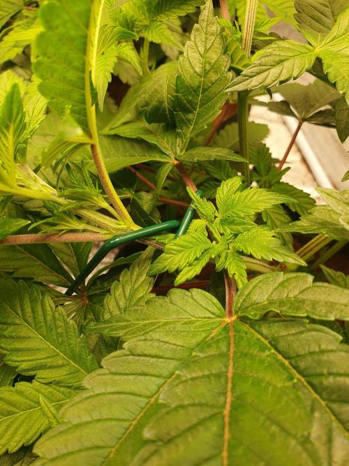 Zillions - Barney's Farm. Week 5