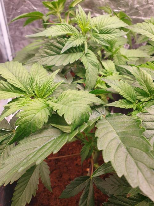 Zillions - Barney's Farm. Week 5