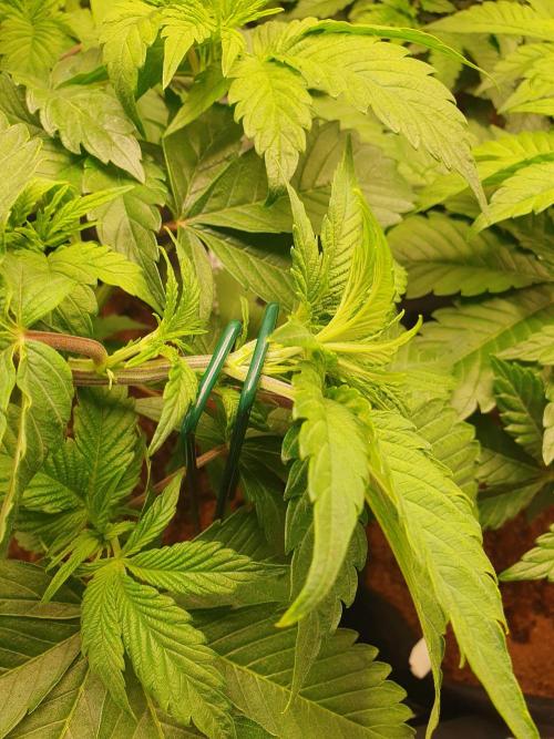 Zillions - Barney's Farm. Week 5