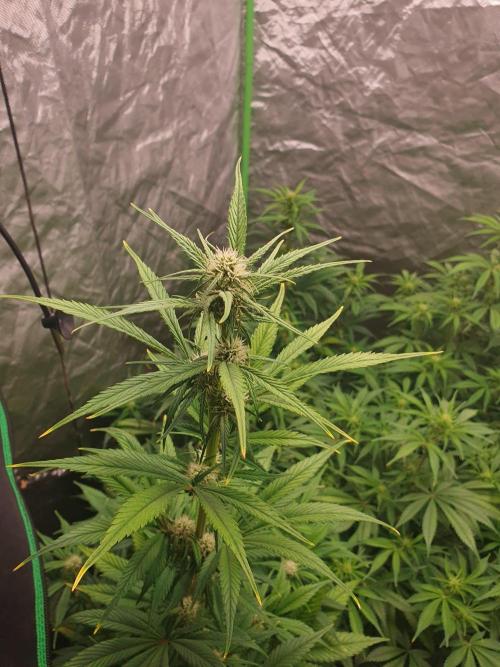 Strawberry Gorilla Auto. Week 6