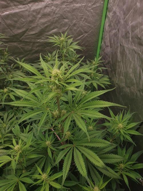 Strawberry Gorilla Auto. Week 6