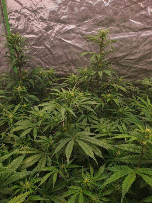 Strawberry Gorilla Auto. Week 6