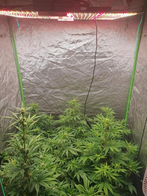 Strawberry Gorilla Auto. Week 6