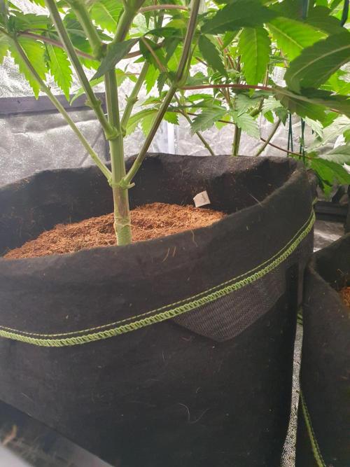 Zillions - Barney's Farm. Week 6