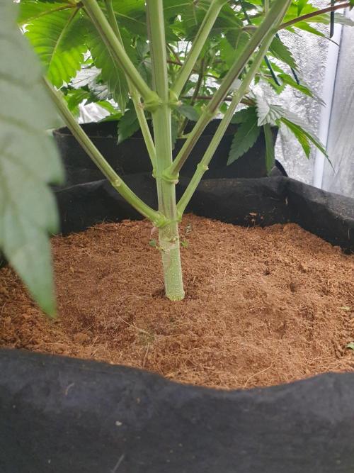 Zillions - Barney's Farm. Week 6