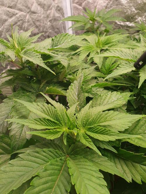 Zillions - Barney's Farm. Week 6