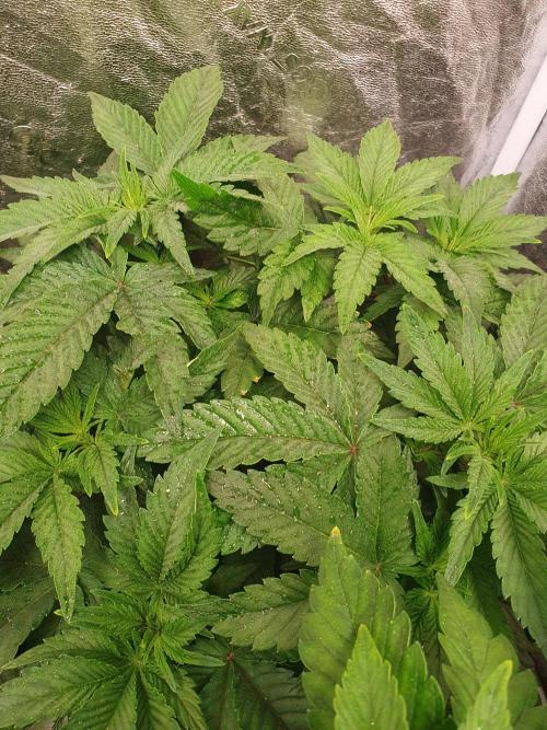 Zillions - Barney's Farm. Week 6