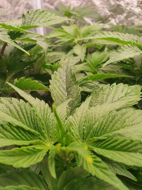 Zillions - Barney's Farm. Week 6