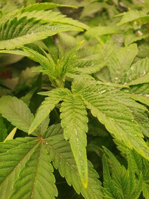 Zillions - Barney's Farm. Week 6