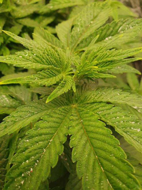 Zillions - Barney's Farm. Week 6