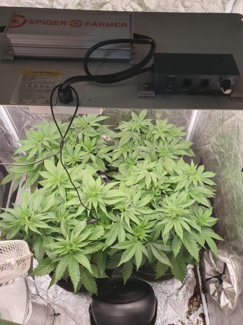 Zillions - Barney's Farm. Week 6