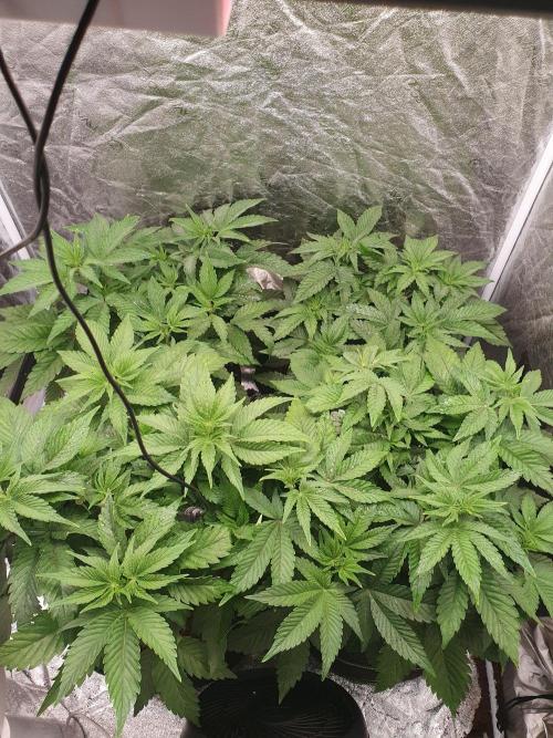 Zillions - Barney's Farm. Week 6