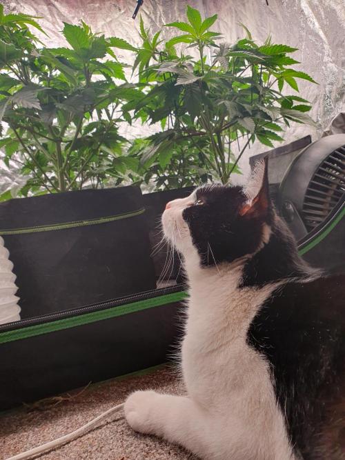 Zillions - Barney's Farm. Week 6