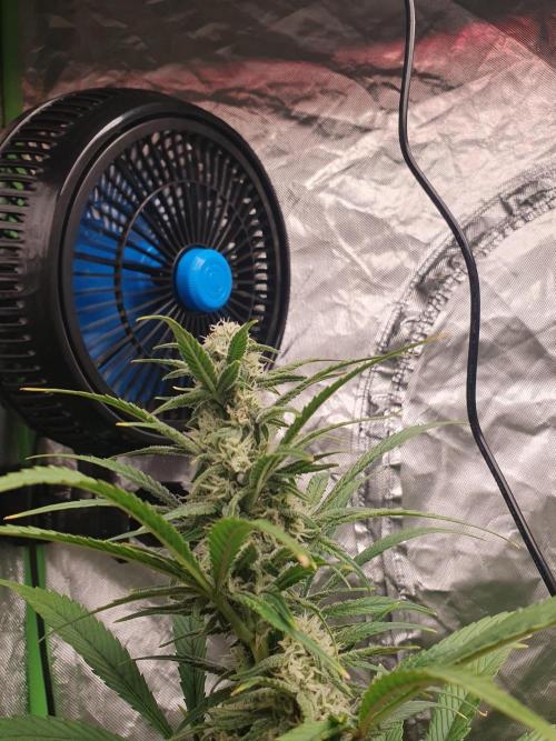 Strawberry Gorilla Auto. Week 9
