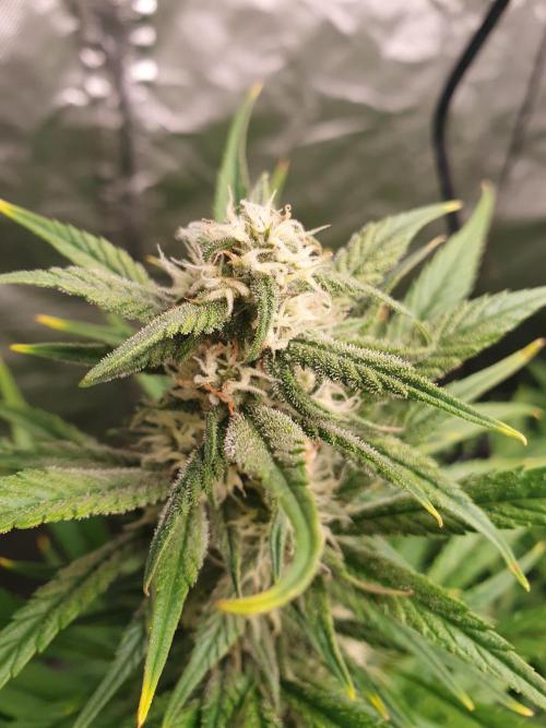 Strawberry Gorilla Auto. Week 9