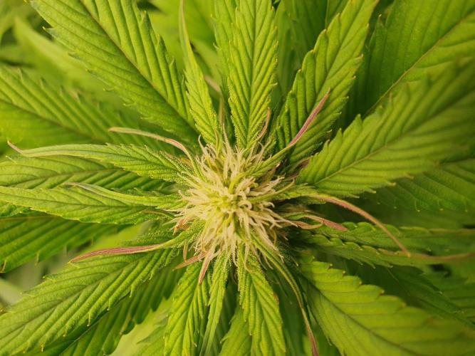 Strawberry Gorilla Auto. Week 9