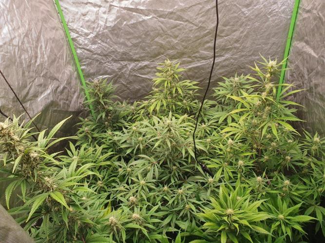 Strawberry Gorilla Auto. Week 9