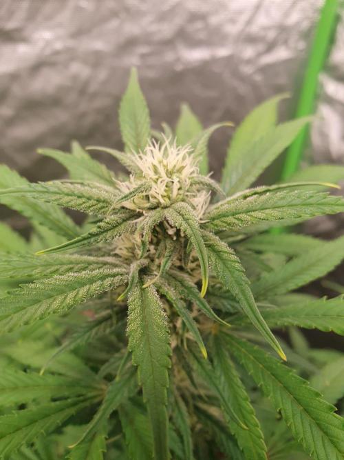 Strawberry Gorilla Auto. Week 9