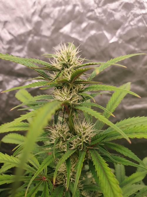Strawberry Gorilla Auto. Week 9