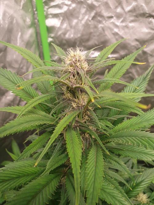 Strawberry Gorilla Auto. Week 9