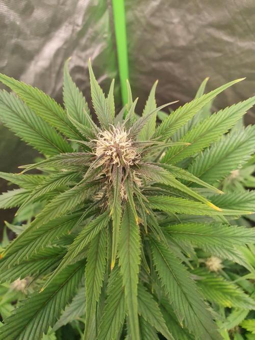 Strawberry Gorilla Auto. Week 9