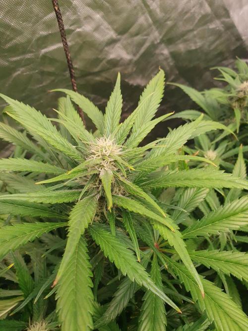 Strawberry Gorilla Auto. Week 9