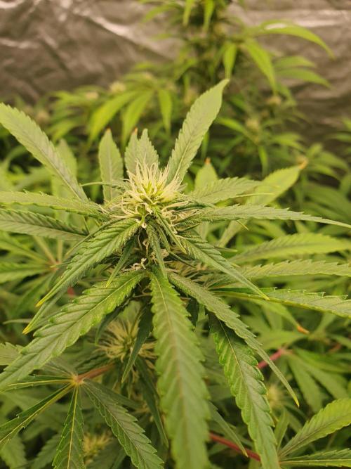 Strawberry Gorilla Auto. Week 9