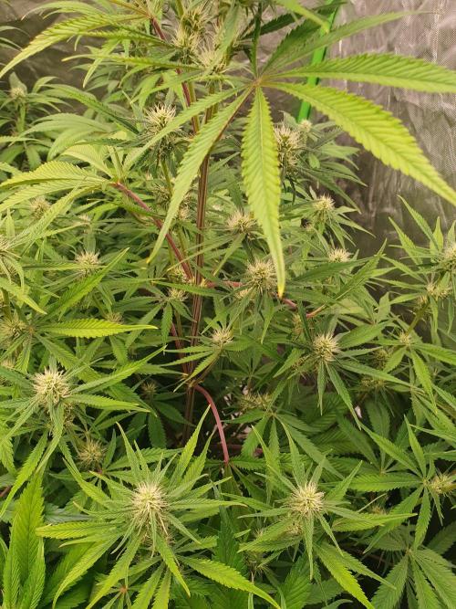 Strawberry Gorilla Auto. Week 9