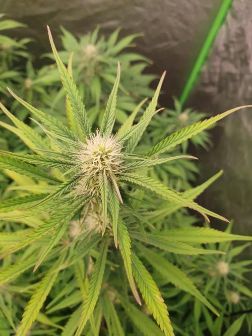 Strawberry Gorilla Auto. Week 9