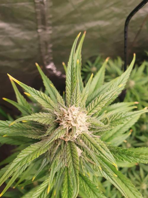 Strawberry Gorilla Auto. Week 9