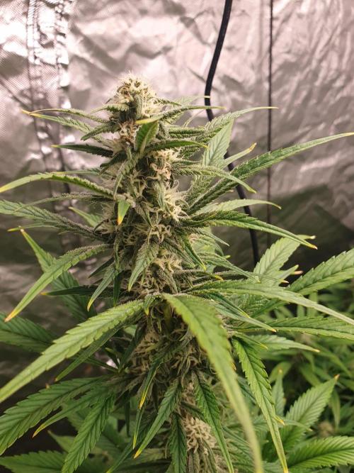 Strawberry Gorilla Auto. Week 9