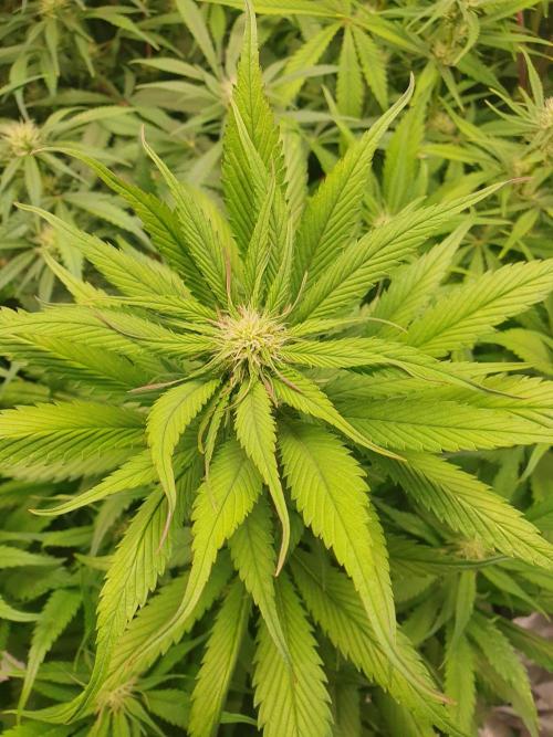 Strawberry Gorilla Auto. Week 9