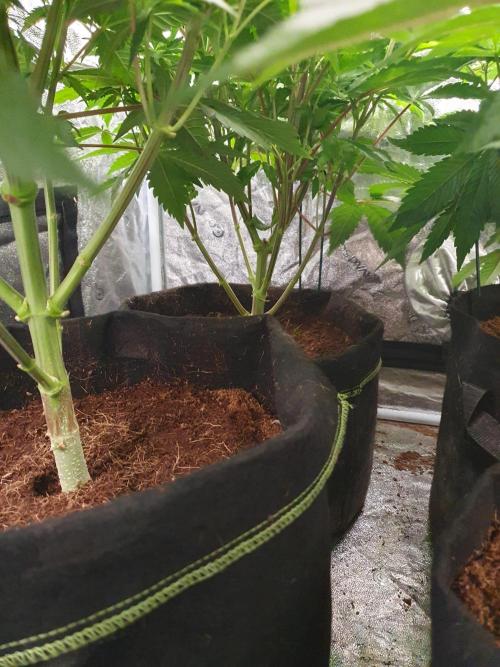 Zillions 💵 - Barney's Farm. Week 7