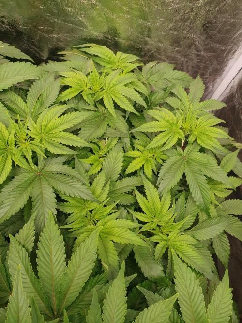 Zillions 💵 - Barney's Farm. Week 7