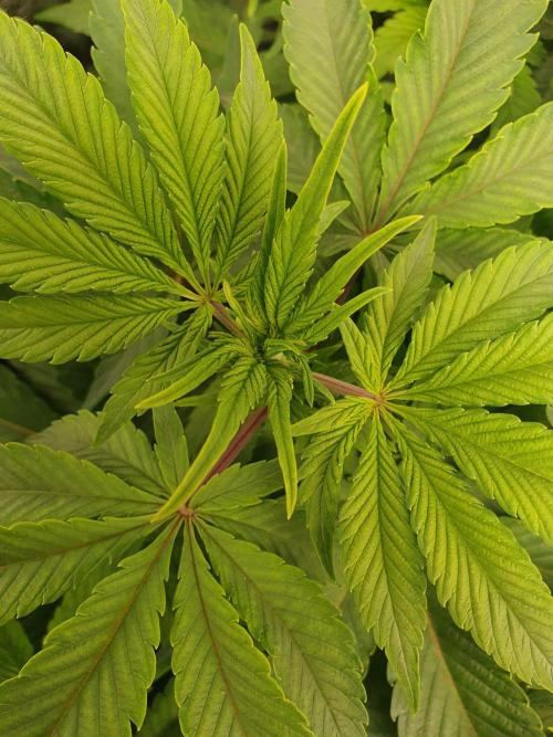 Zillions 💵 - Barney's Farm. Week 7