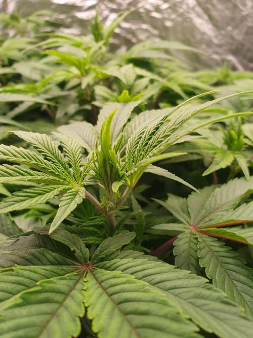 Zillions 💵 - Barney's Farm. Week 7